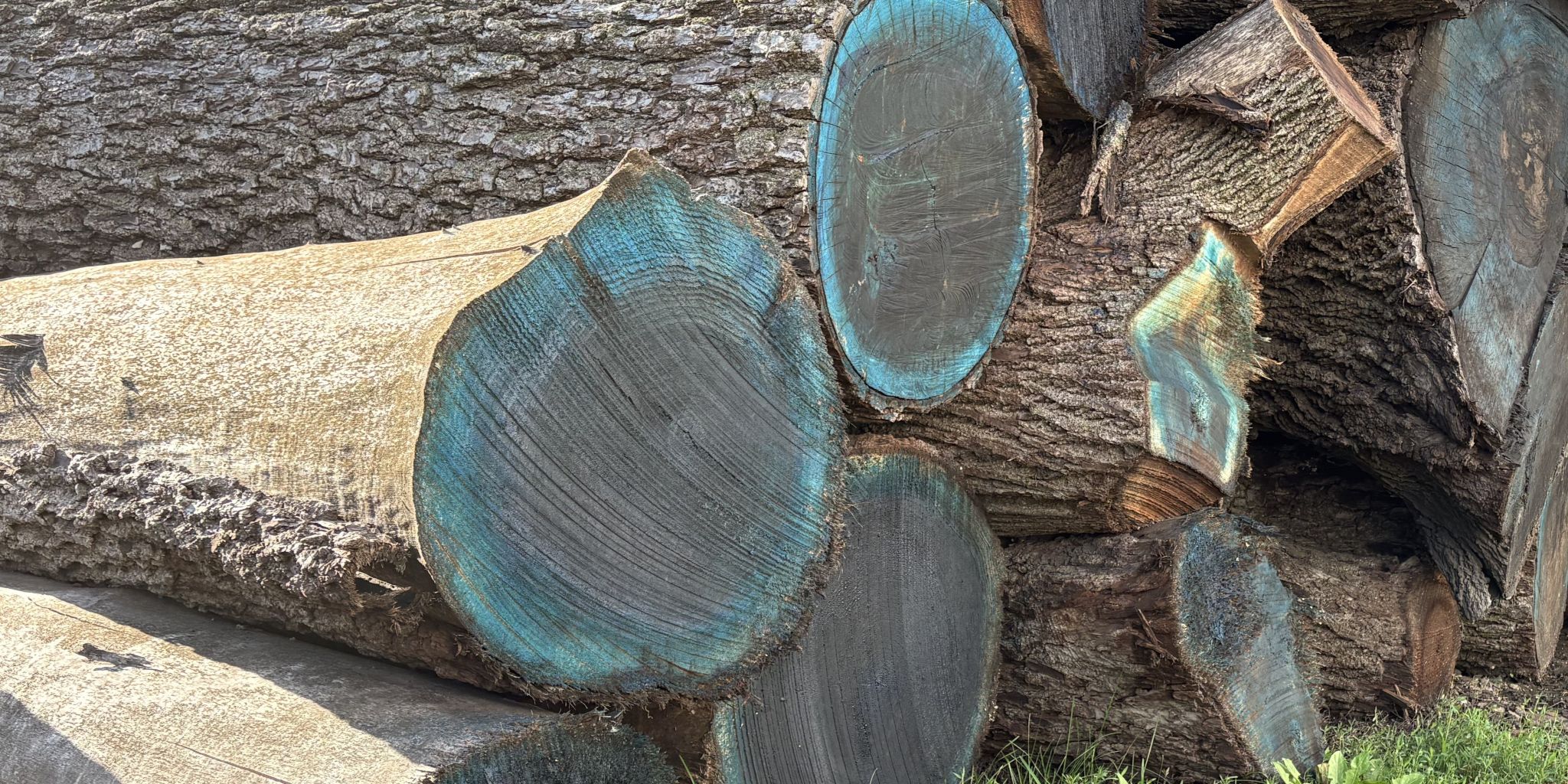 Cut logs with end sealer applied