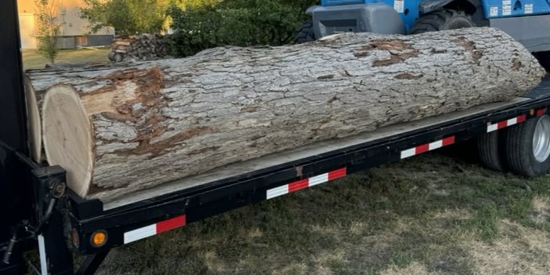 Cut logs to be milled, shown loaded on a trailer for hauling