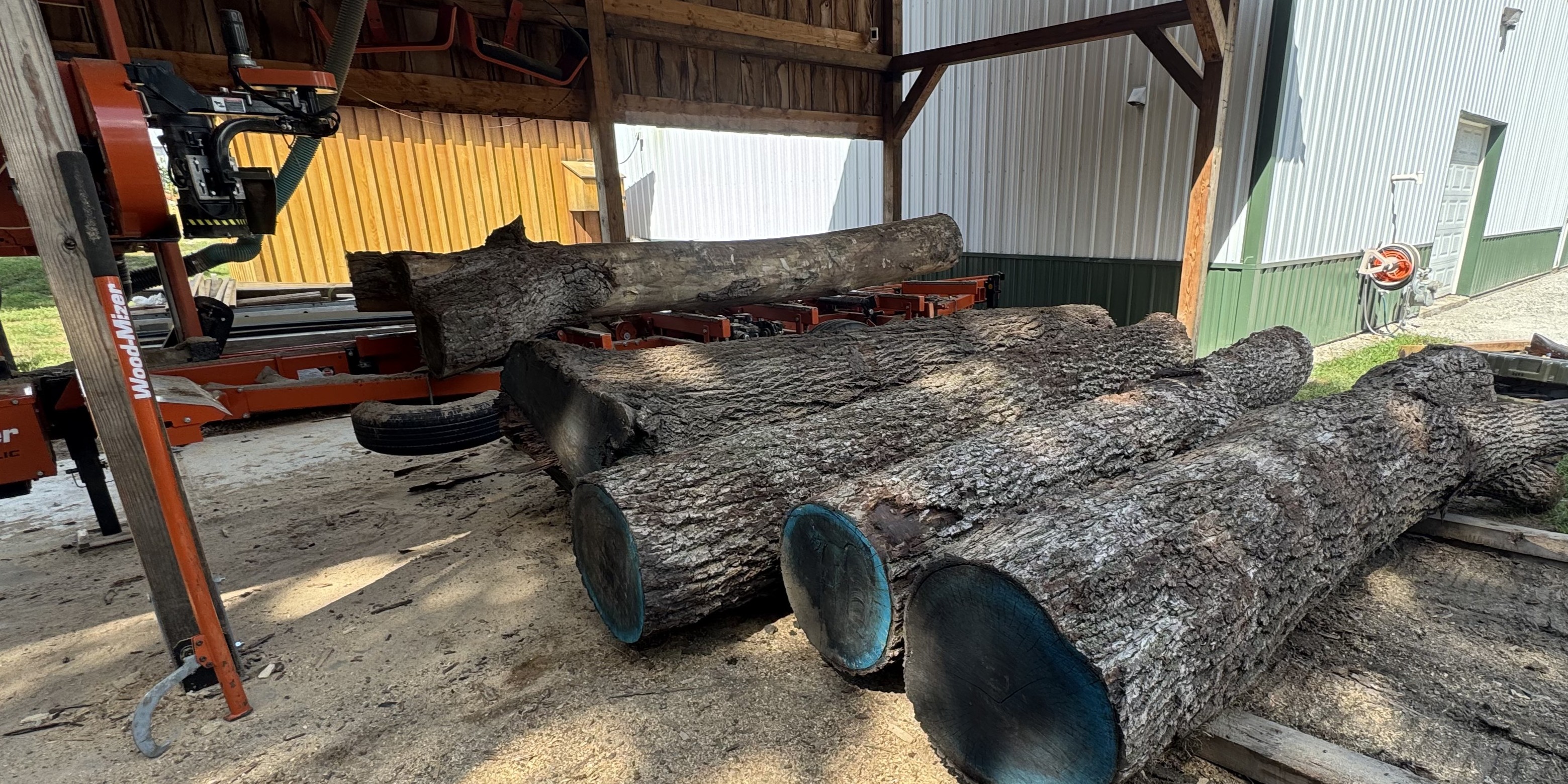 Walnut logs staged for milling