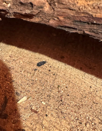 Bugs shown on milled wood illustrate need for sterilizingSawmill cutting large white oak